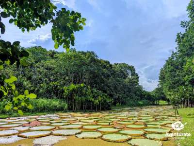 Viaje a COLOMBIA  amazonas 5 