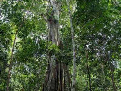 Viaje a COLOMBIA  amazonas 5 