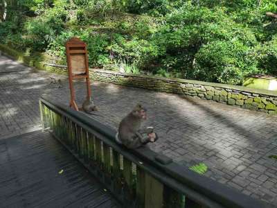 Viaje a INDONESIA (Bali y Komodo) 5 