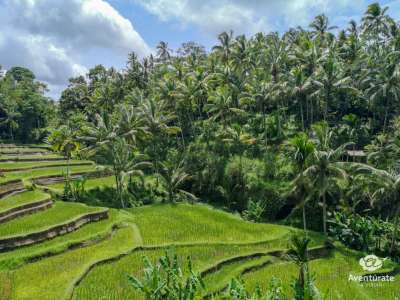 Viaje a INDONESIA (Bali y Komodo) 5 