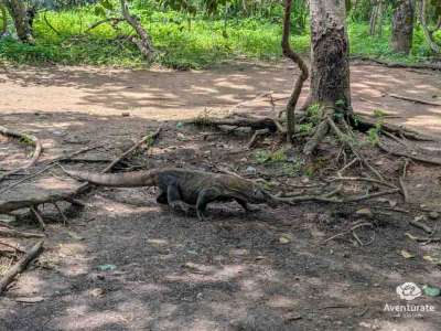 Viaje a INDONESIA (Bali y Komodo) 5 