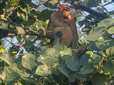 Viaje a Malasia (esenciales) 5 