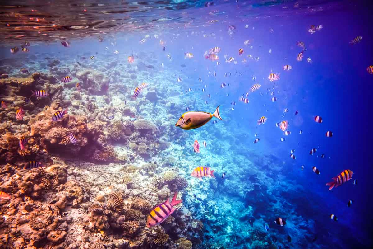zonas de buceo maldivas