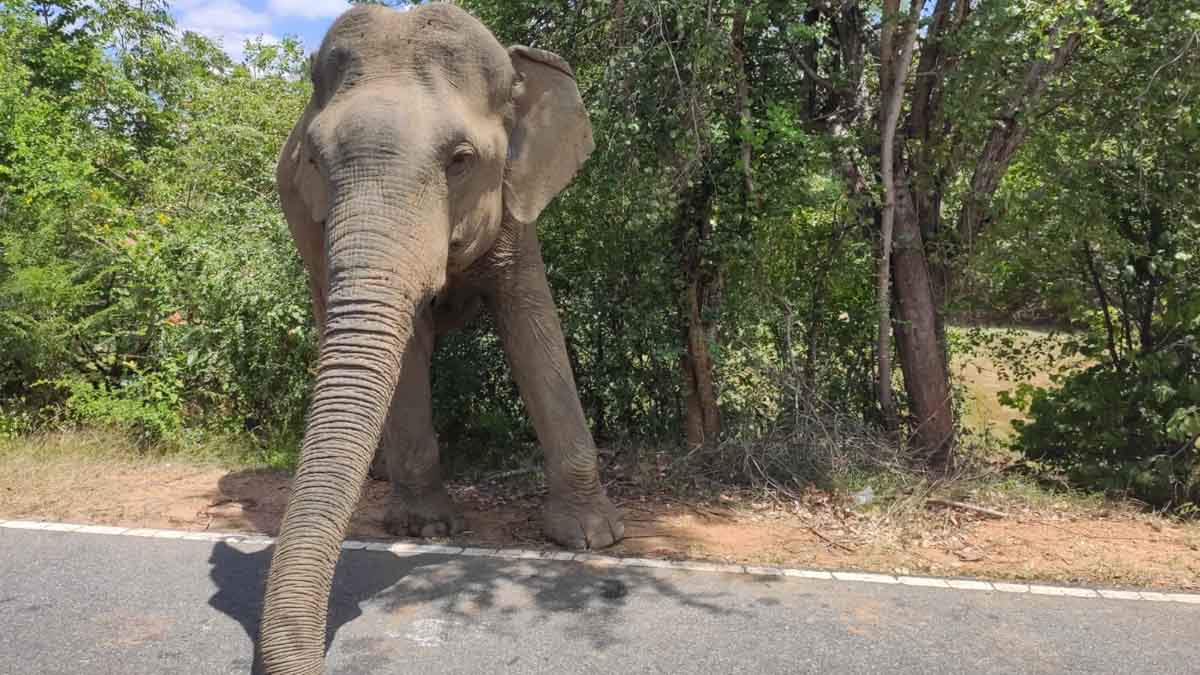 elefante en un viaje a sri lanka