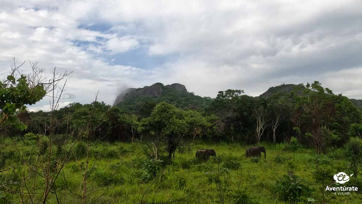 viajar a sri lanka elefantes