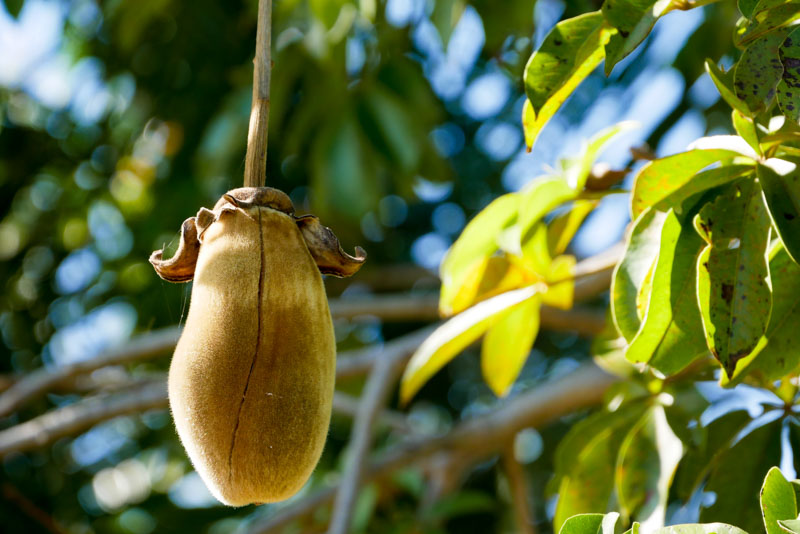 MADAGASCAR COMIDA