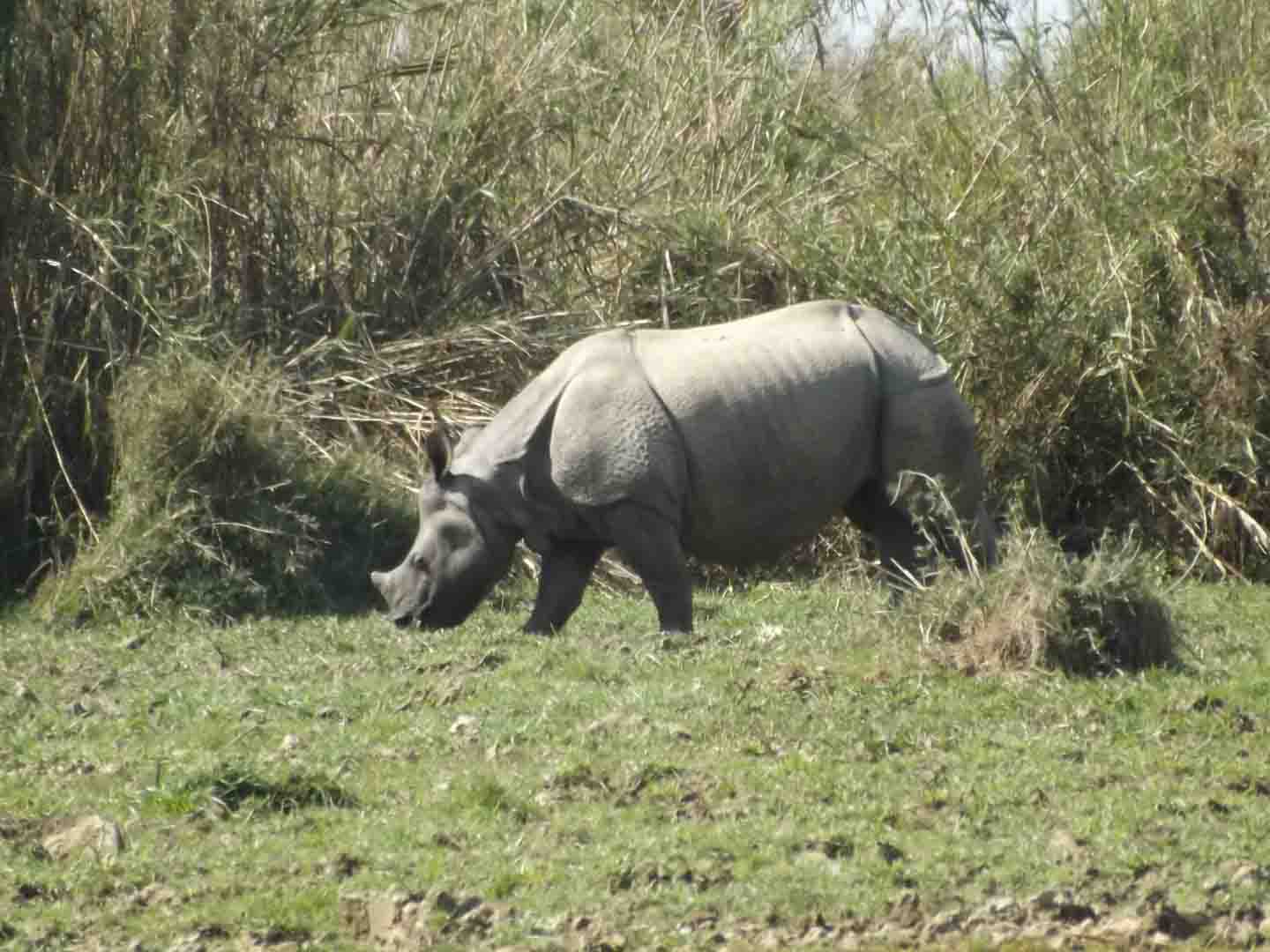 chitwan nepal