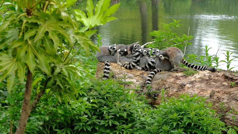 viaje a madagascar lemures