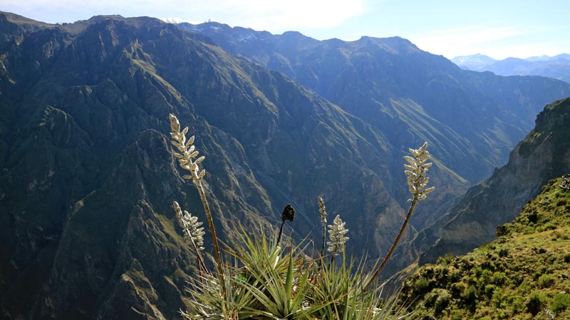 cañon del colca peru