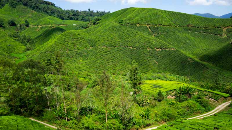 cameron highlands en malasia