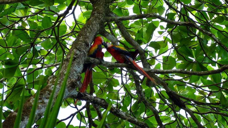 parque nacional corcovado costa rica