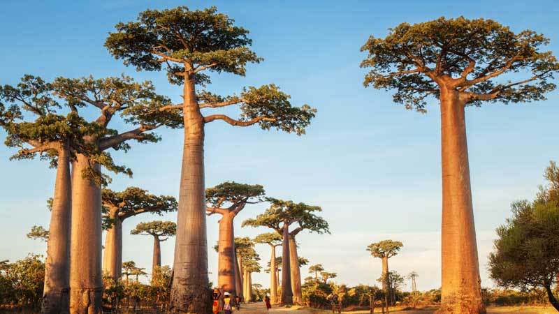 vieja a madagascar baobab