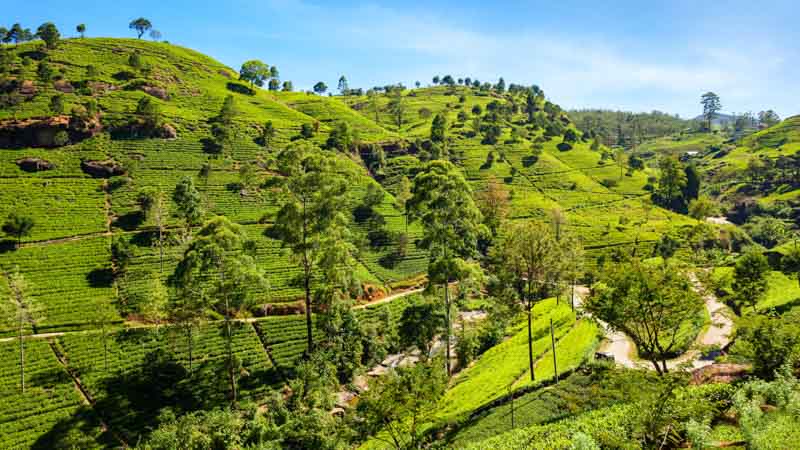 viaje a sri lanka plantacion de te
