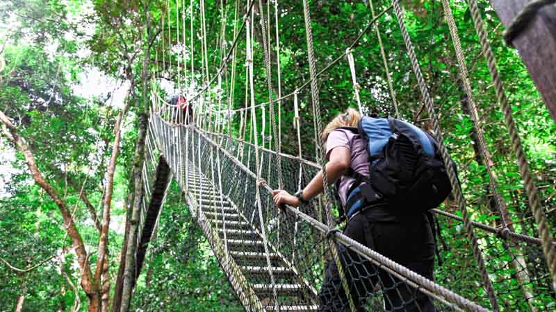 selva malasia