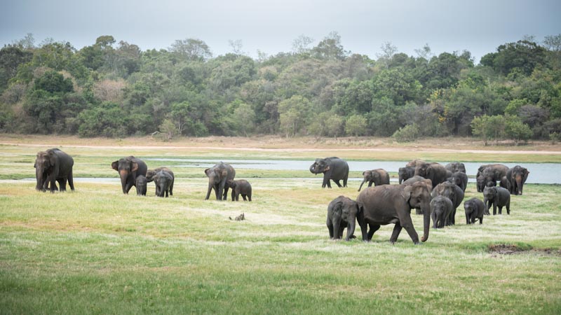 viaje por sri lanka en un parque nacional
