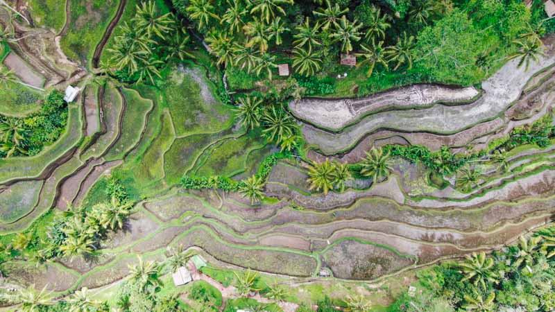arrozales viaje a indonesia